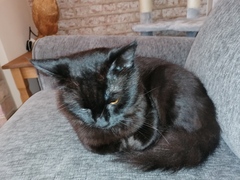 Please post cute pictures and tell me about your cats.