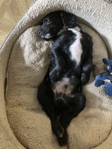 Puppy Survival Thread - August