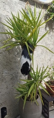 Cats in precarious positions