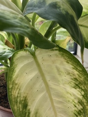 What are these bugs on my Dieffenbachia?