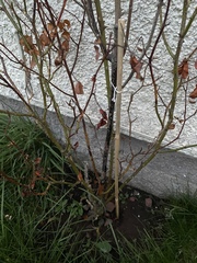 Help me save my mums rose please!