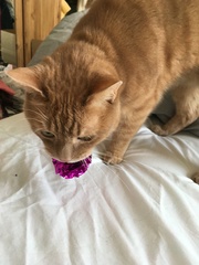 Cat Refuses To Eat Kidney Prescription Food