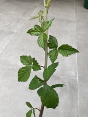 Any idea what this shrub is please?