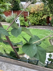 Any idea what this shrub is please?