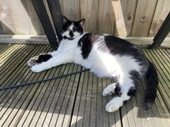 Furminator
