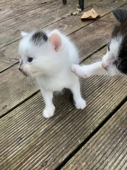 Please post cute pictures and tell me about your cats.