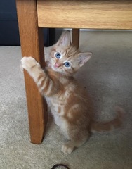 New kitten and litter tray help.