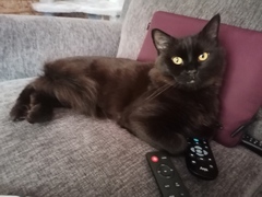 Please post cute pictures and tell me about your cats.