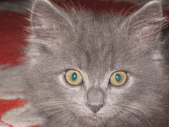 Chez Ollie - The Not My Cats of many colours edition - All welcome