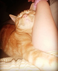 No cats in bedrooms