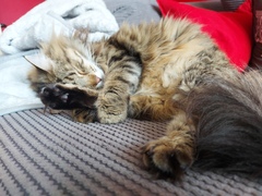 Please post cute pictures and tell me about your cats.