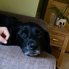 Help - please suggest names for black labrador puppy