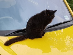 Thug cat part 4.  After all, it's not my Axminster.