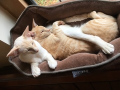 Do Your Moggies Use Cat Beds?
