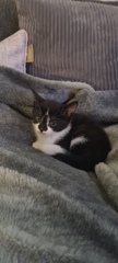 New kitten and litter tray help.