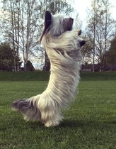 Dogs that you don’t see anymore