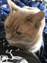 Chez Ollie - The Not My Cats of many colours edition - All welcome