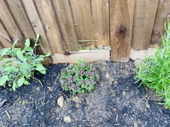 Help a total novice with new garden ?