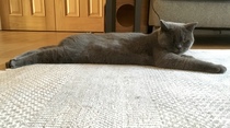 Please post cute pictures and tell me about your cats.
