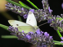 Any Witches Here? Part 14.