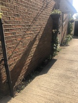 Plants for driveway