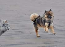 Please tell me the wonderful things about having a dog