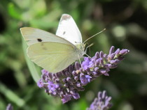 Any Witches Here? Part 14.