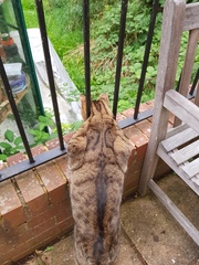 Thug cat part 4.  After all, it's not my Axminster.