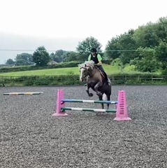 How many horses do you have?