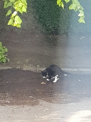 Cat faeces - can I ask owner to come and clear it up?
