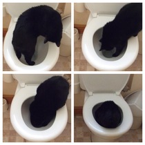 Cats in precarious positions