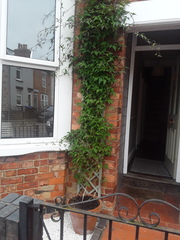 What to grow up my house…in a pot