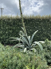 Plant identification help