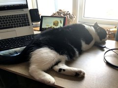 Please post cute pictures and tell me about your cats.