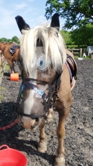 How many horses do you have?