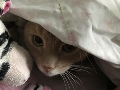 Indoor cat - her choice