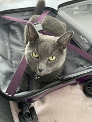 To think my cat is faulty?