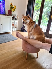Why do you have the breed of dog that you have?