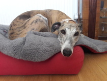 Pointy hound owners please assemble!