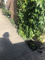 Plants for driveway