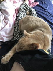 Cat Refuses To Eat Kidney Prescription Food