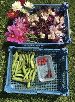 Allotment/Veg patch Thread 17 - onwards and upwards
