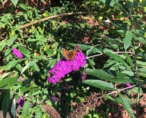 Any Witches Here? Part 15