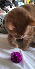 Cat Refuses To Eat Kidney Prescription Food
