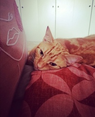 No cats in bedrooms