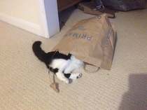 To think my cat is faulty?