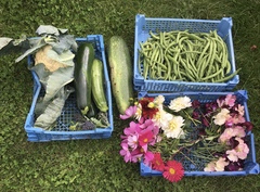 Allotment/Veg patch Thread 17 - onwards and upwards