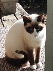 Little stray puma trying to take me down