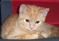 Please post cute pictures and tell me about your cats.