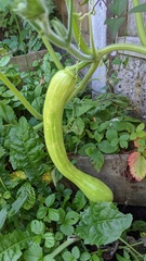 Allotment/Veg patch Thread 17 - onwards and upwards